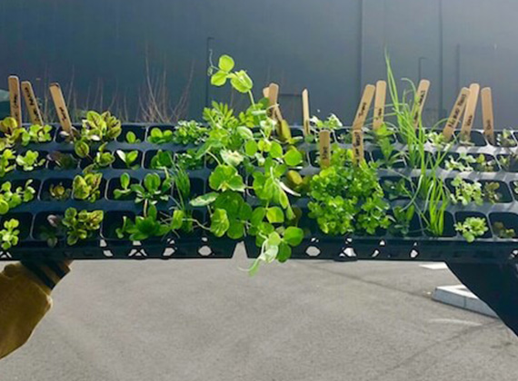 LA-Urban-Farms