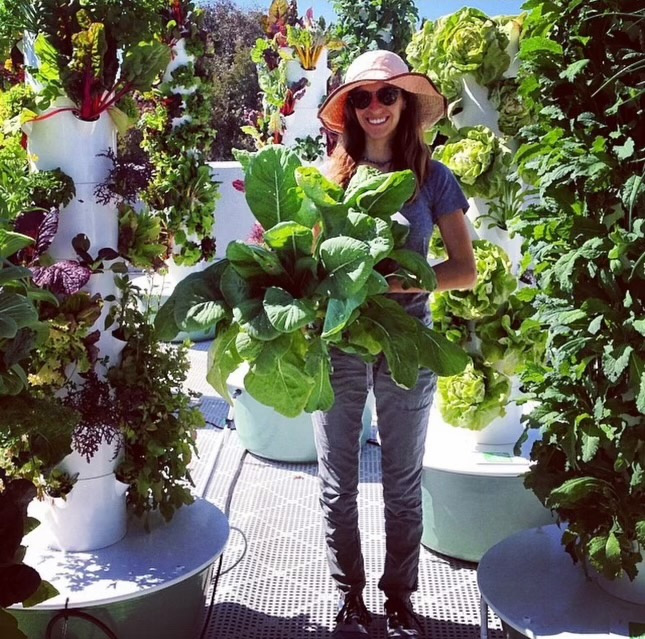 About Our Vertical Gardens